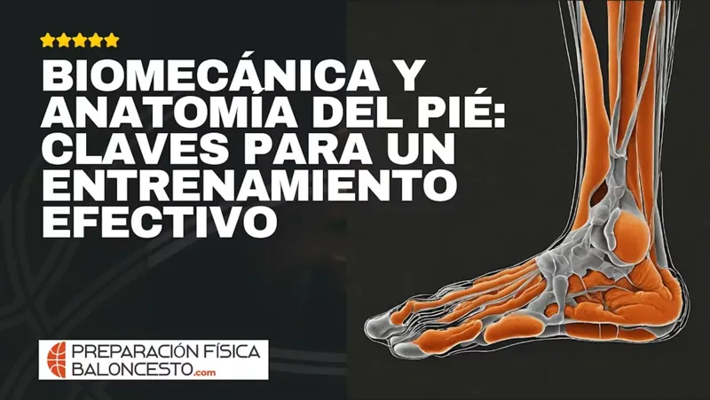 Curso online Biomecánica y Anatomía del Pie – El Clutch